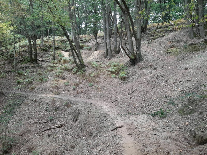En forêt entre Cernay et La Celle - Cernay-la-ville