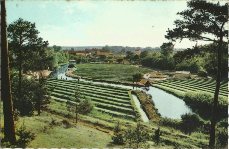 Promenade à vélo dans les cressonnières de Méréville - Le Mérévillois