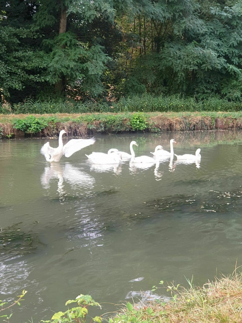 Marche le long du canal à Decize - Decize