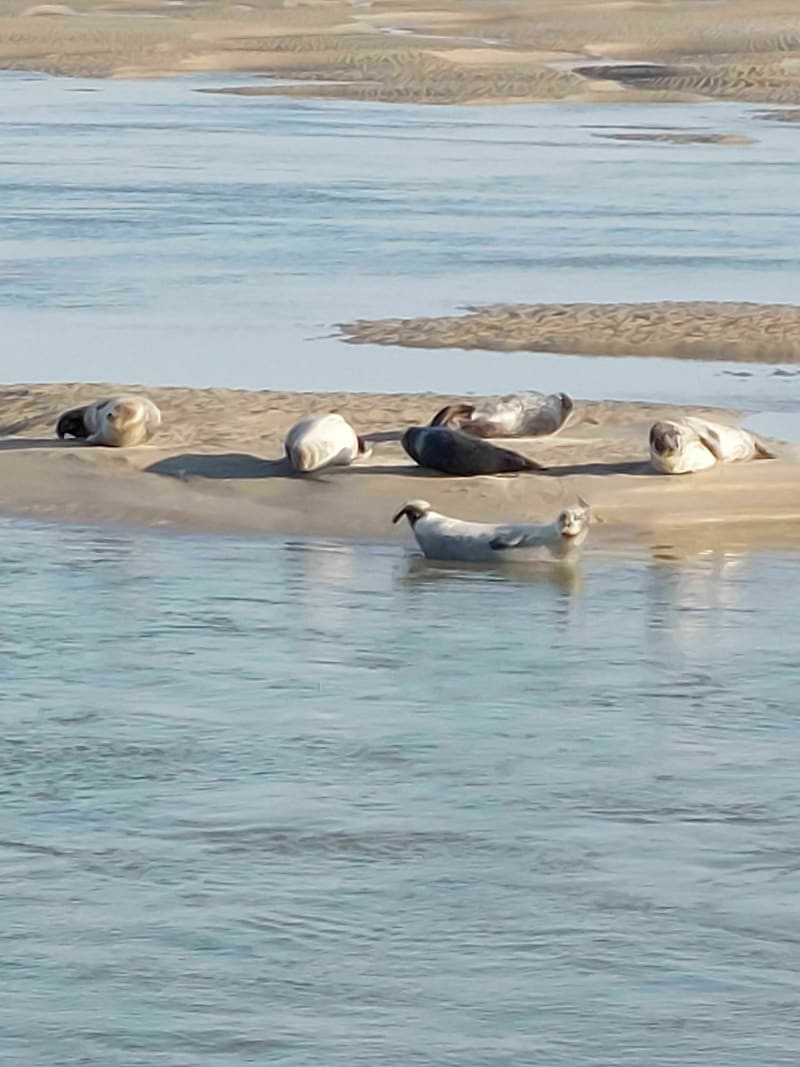 Rencontre avec les phoques à Berck - Berck