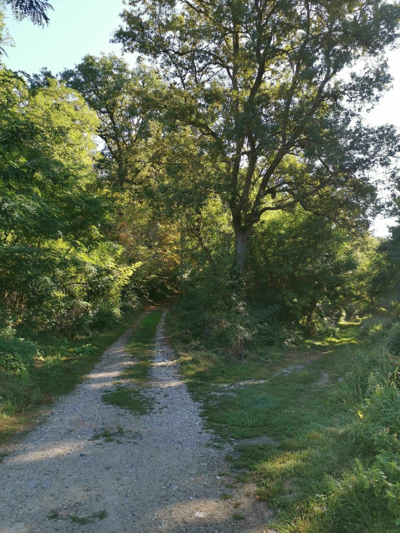 Balade tranquille en forêt près de Cerelles - Cerelles