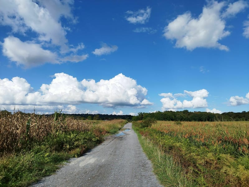 Dans Montardon et le Luy de Béarn - Montardon