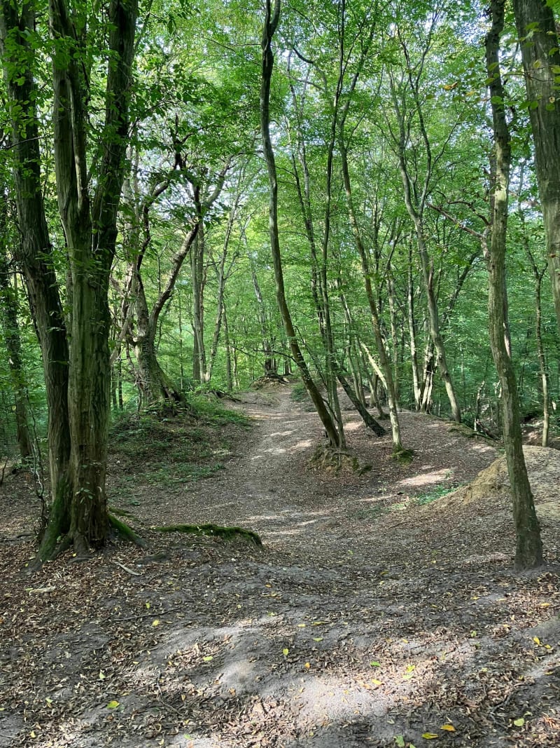 Forêt de Saint-Germain-en-Laye - Saint-Germain-en-Laye