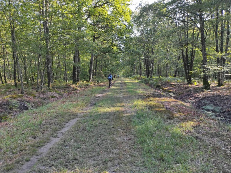Balade familiale en forêt de Chinon - Cheillé