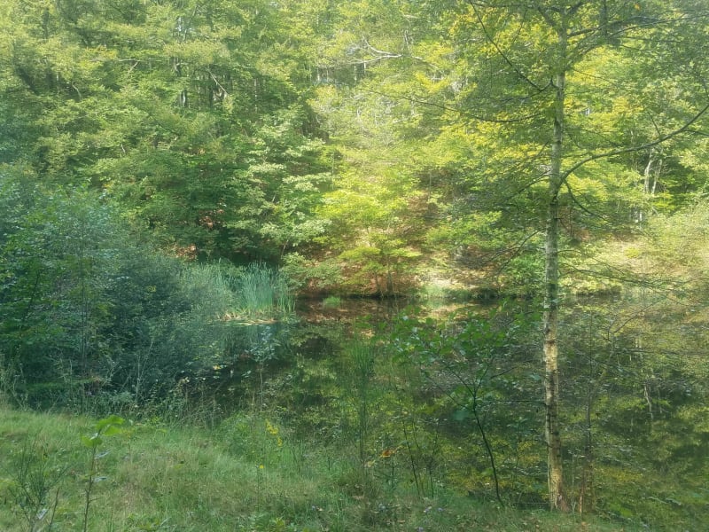Balade du Mont Marty - Romagny-sous-Rougemont