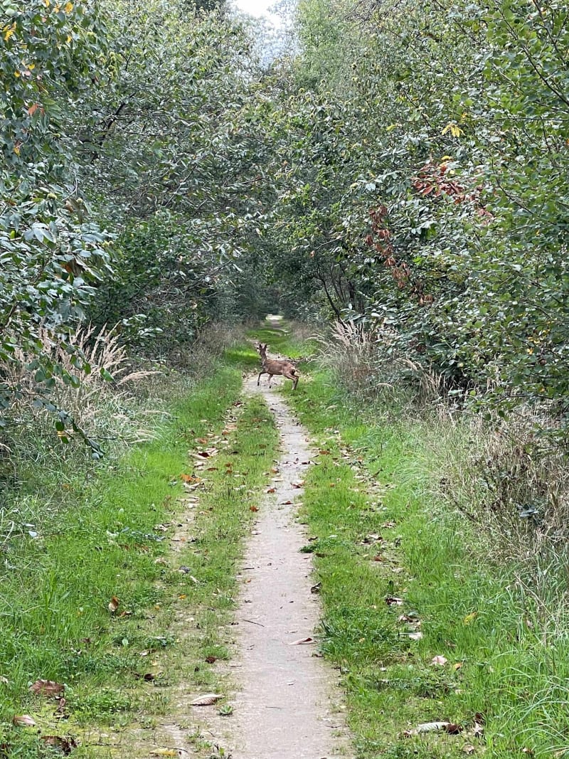Forêt de Notre-Dame - Boissy-Saint-Léger