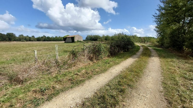 Vignes, asperges et forêt à Donnezac - Donnezac