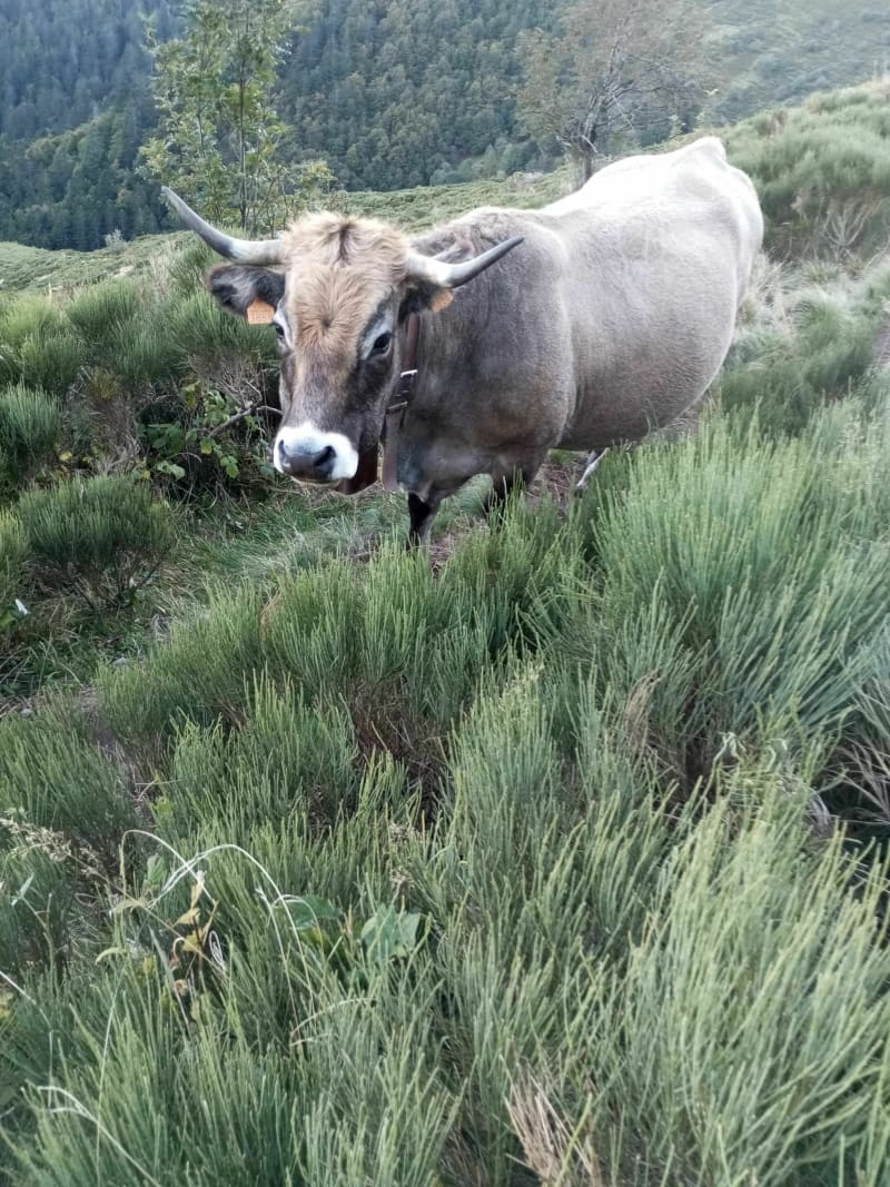 Belle randonnée sur les alpages, départ et retour le Lioran. - Laveissière