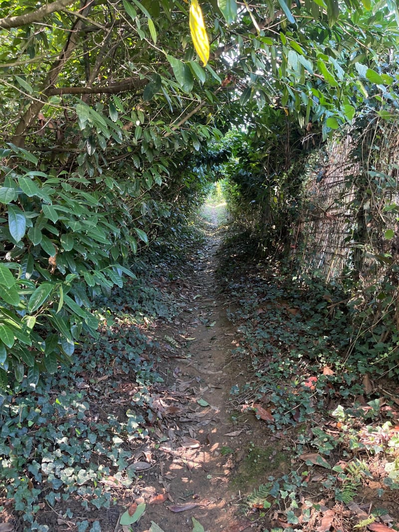 Petit sentier boisée du Balabay - Juillan