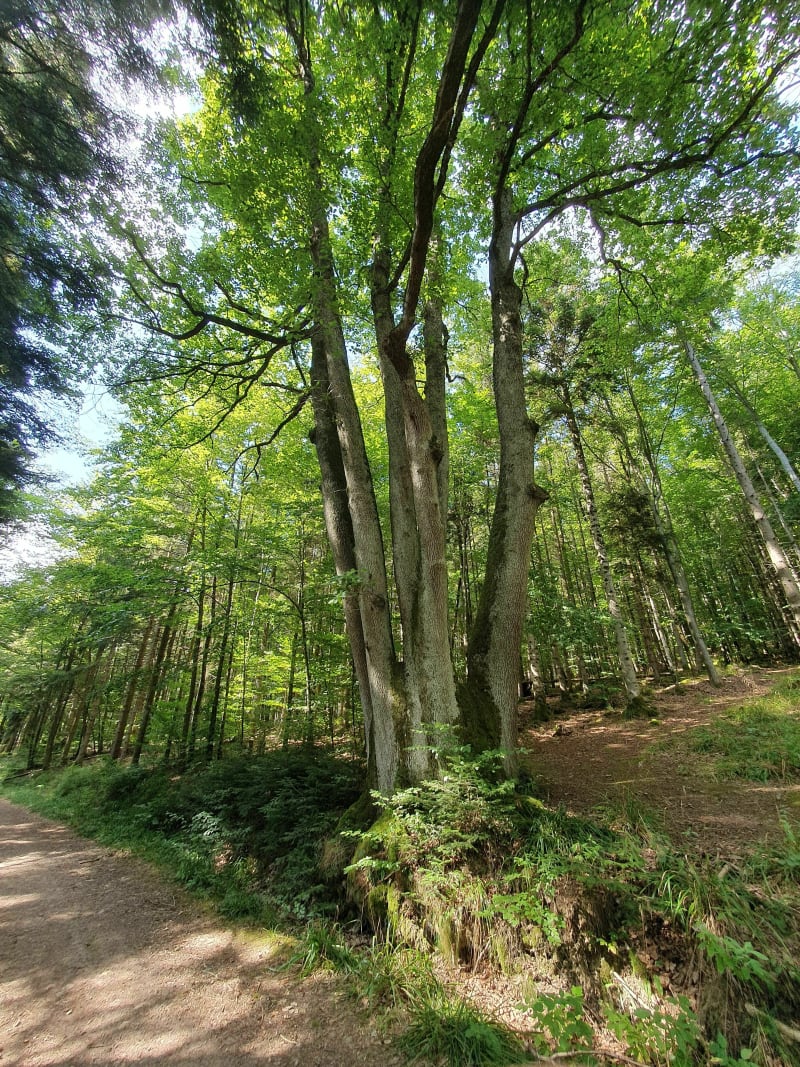 Arbre aux 6 troncs près de Thann - Bitschwiller-lès-Thann