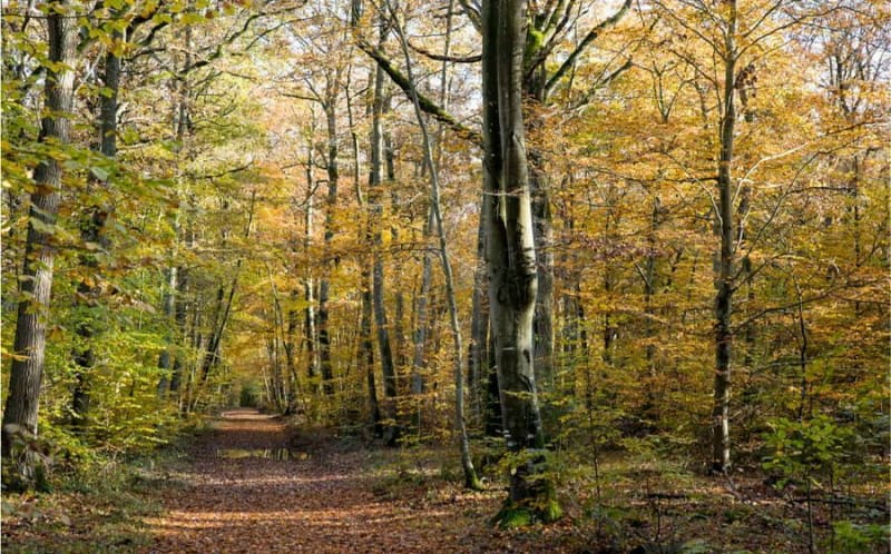 Le tour de la forêt de Dreux - Sainte-Gemme-Moronval