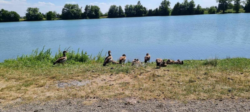 Le long de la Moselle à Thionville et Stuckange. - Thionville