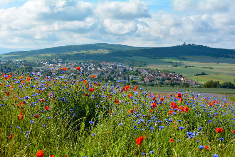Balade dans les vergers autour de Colmar - Colmar