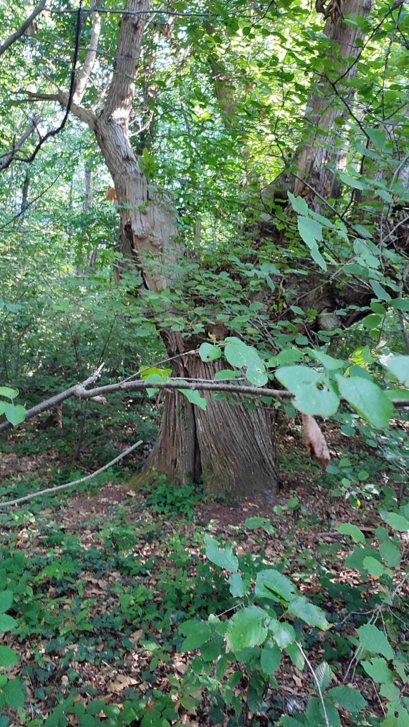 Rando forestière autour de Saint-Chéron - Breuillet