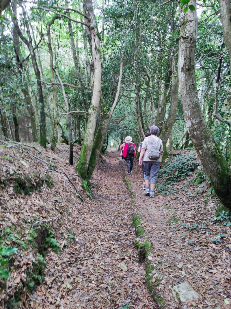 Balade en campagne et sous-bois à Poullan-sur-Mer - Poullan-sur-Mer