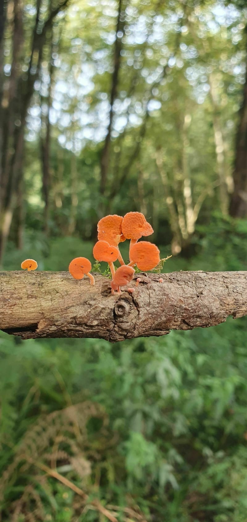 Boucle en forêt Labennaise - Labenne