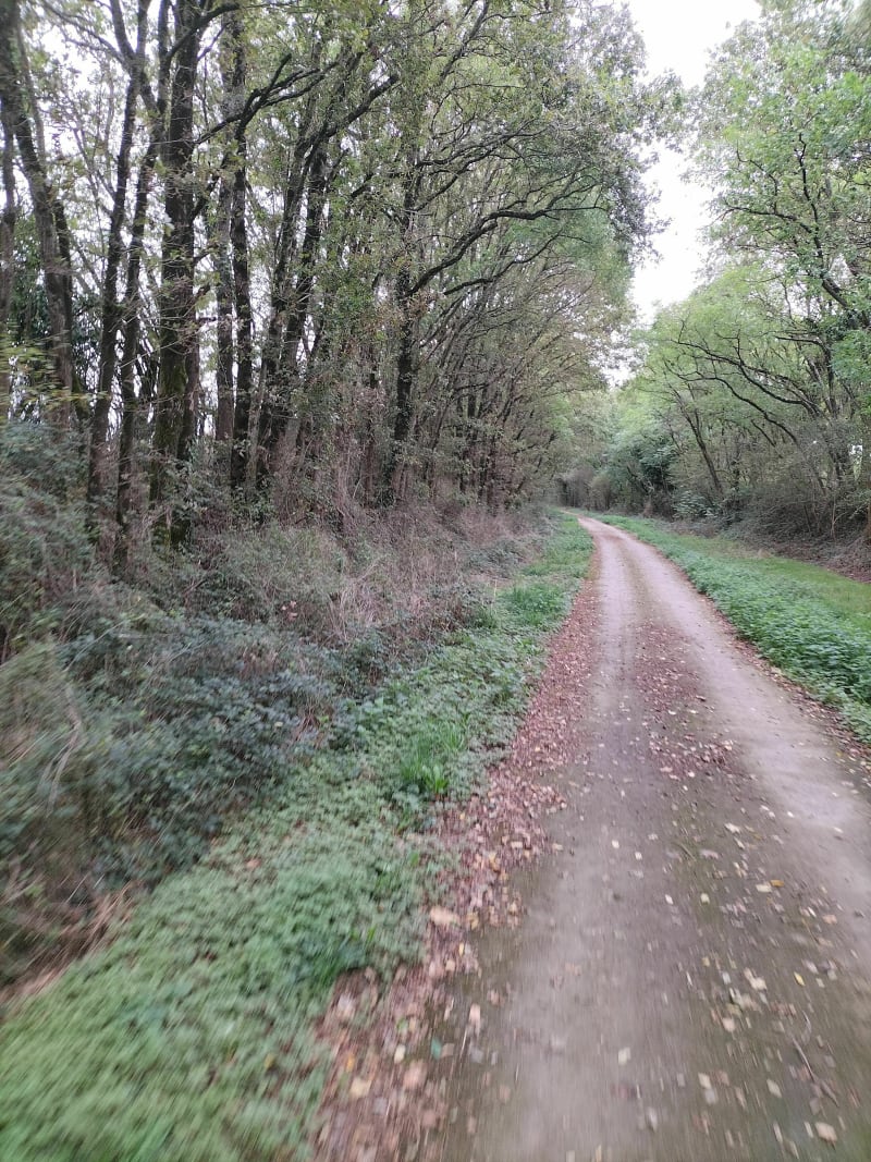 Saint Mars du Désert, Sucé  et retour Saint Mars du Désert - Saint-Mars-du-Désert