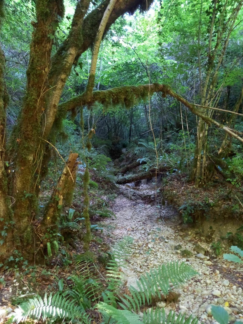 Balade dans les bois à La Bâtie-Divisin - Les Abrets en Dauphiné