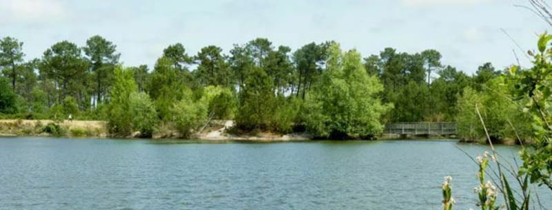 Bois de la Princesse près de Gazinet - Pessac