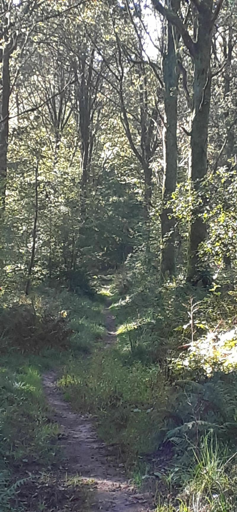Mormal la mystérieuse - Landrecies