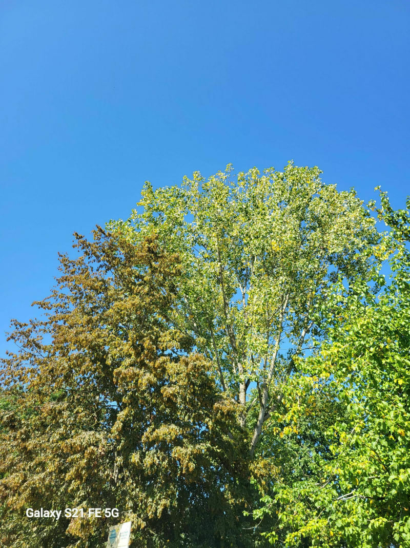 La rancourtoise - Rancourt