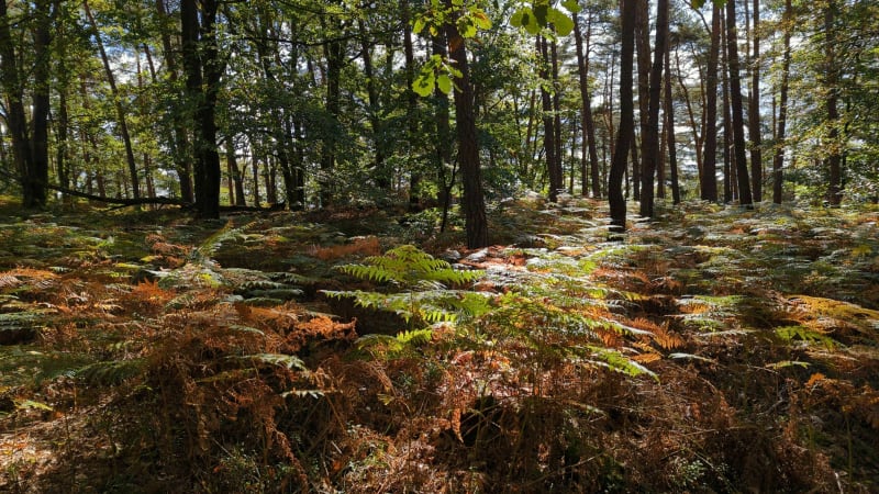 Sur les hauteurs de Rothbach - Rothbach
