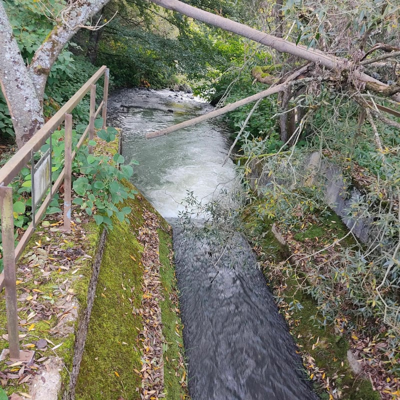 Michelbach et tour du lac - Aspach-le-Bas