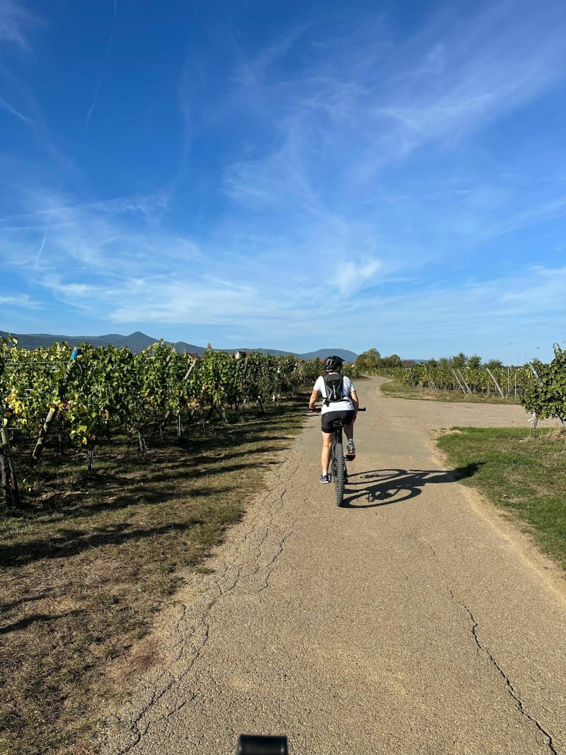 Balade entre la plaine et le vignoble en Alsace - Biesheim