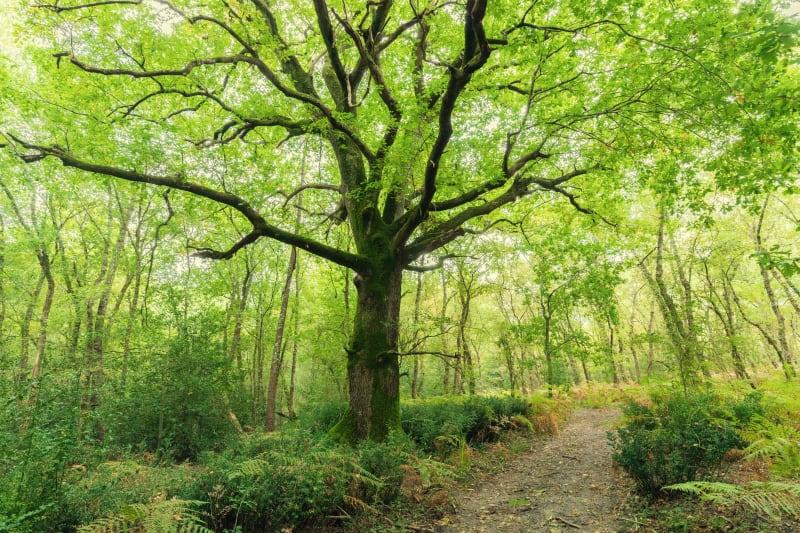 Virée par monts et vergers autour d'Eaux-Puiseaux - Villeneuve-au-Chemin