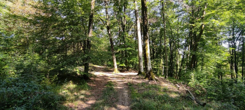 Un petit tour dans le bois de Chauvoncourt - Chauvoncourt