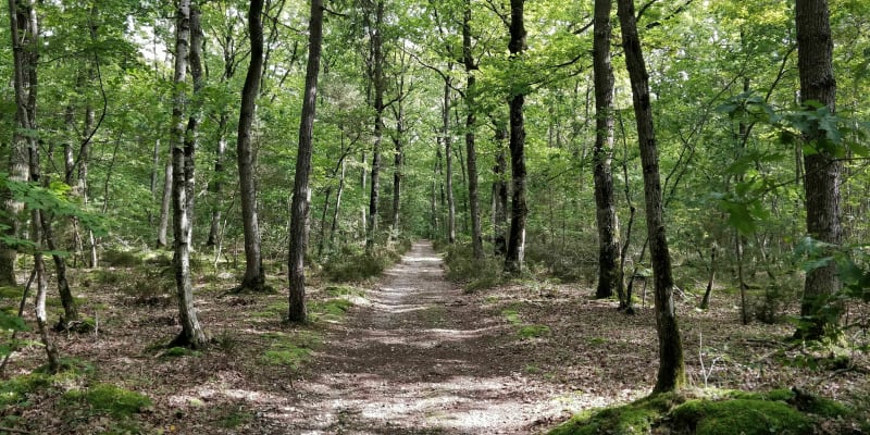 Arnières - La lisière du Massif Forestier d'Evreux - Arnières-sur-Iton