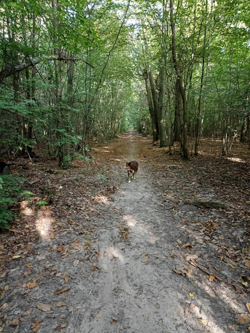 Balade tranquille dans la forêt de Brou-sur-Chantereine - Brou-sur-Chantereine
