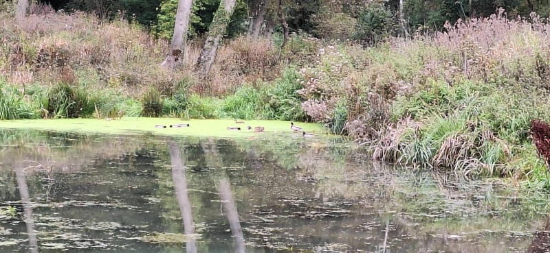 La Motte au Bois Haverskerque - Morbecque
