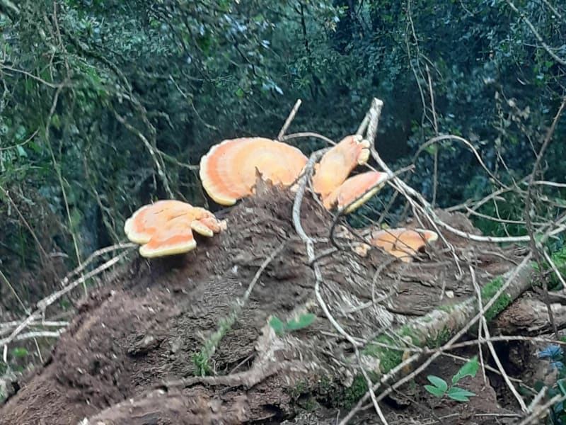 Petite sortie dans les bois de Malguénac - Malguénac