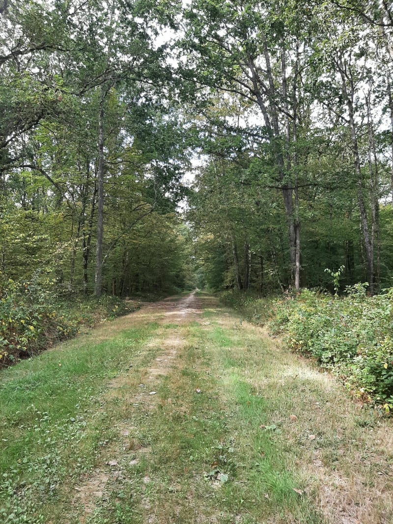 Balade dans le bois communal d'Amboise de la Moutonnerie - Amboise