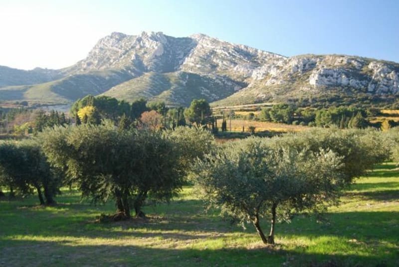 Balade entre oliviers et taureaux au nord-est d'Arles - Fontvieille