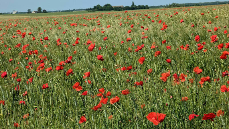 Boucle depuis Champagne en forêt de Rambouillet - Goussainville