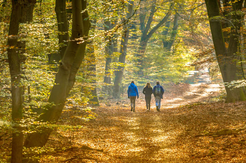 Randonnée en Forêt d'Eawy - Ardouval