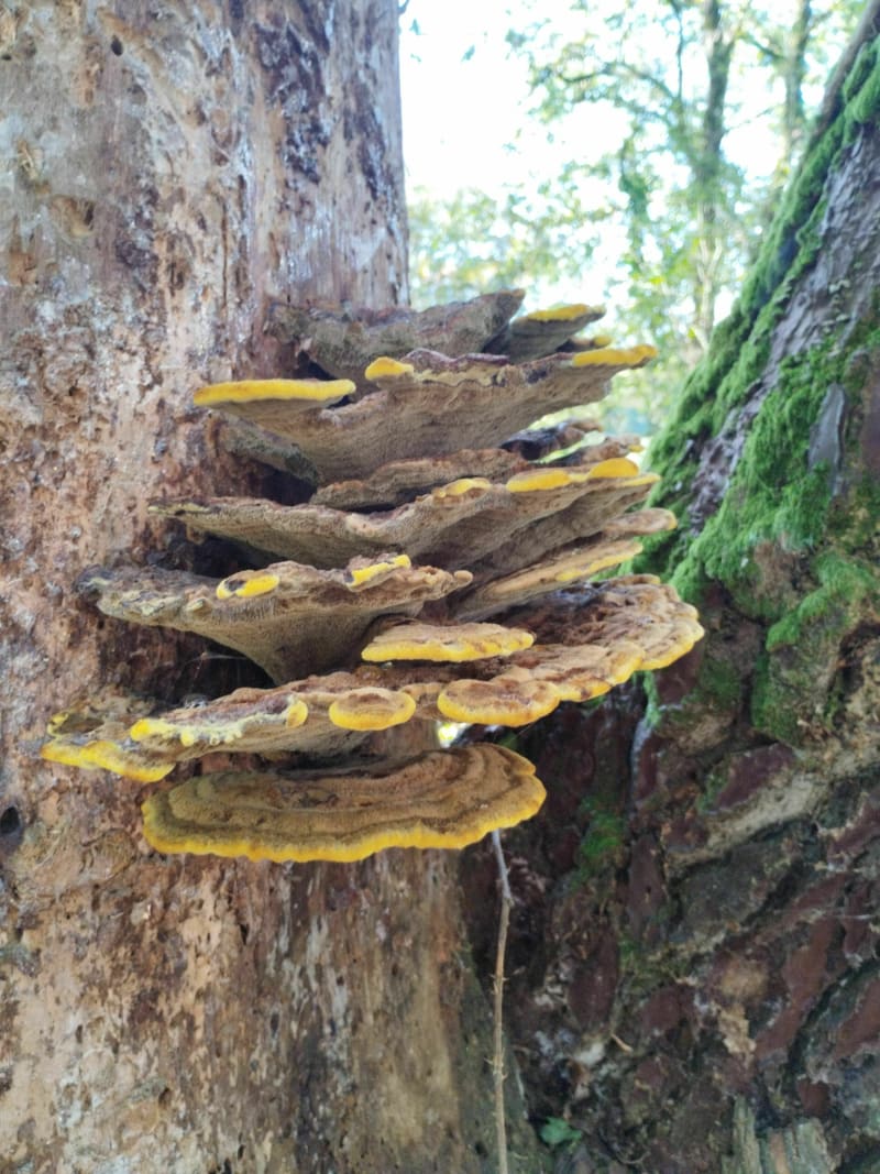 A travers la forêt et vers le moulin autour de Guer - Guer