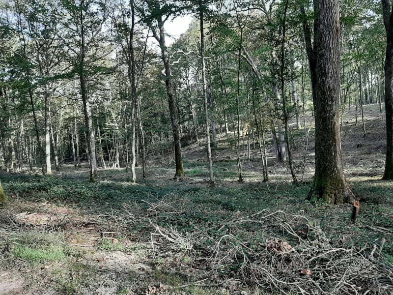 De Rambouillet aux rochers d'Angennes - Rambouillet