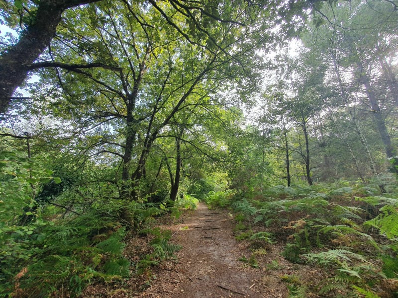 Training Vtt à Cestas - Cestas