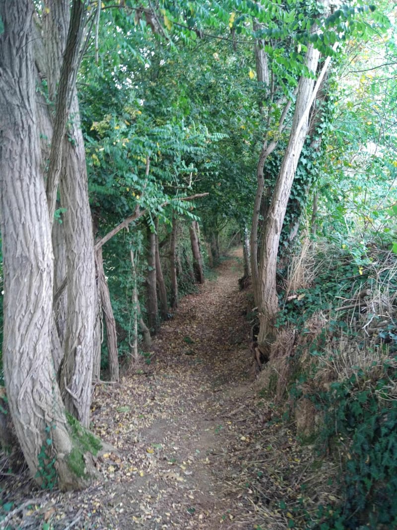 Balade en bord de forêt à Drouges - Drouges