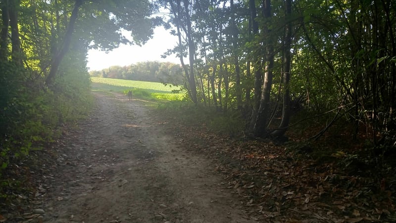 Promenade dans les sous bois D'Aillat - Four
