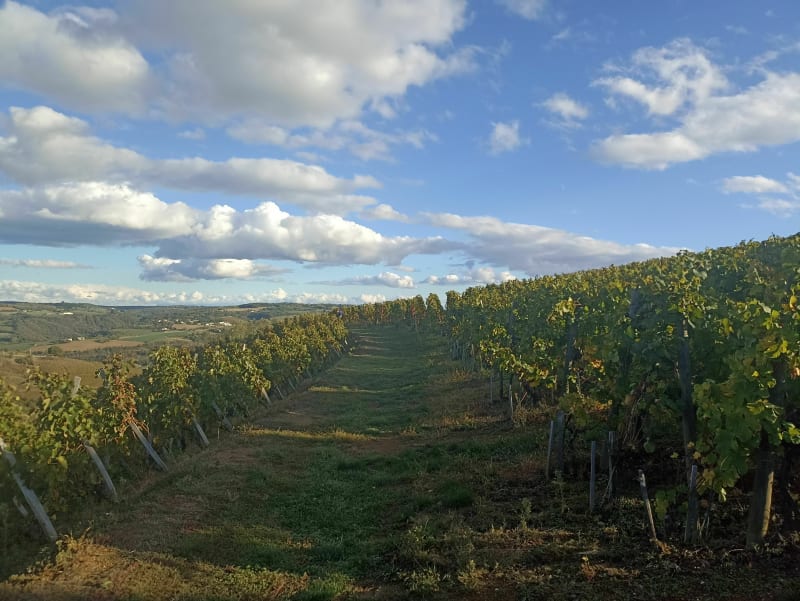 Sentier des vignes, sur les hauteurs d'Ampuis - Ampuis