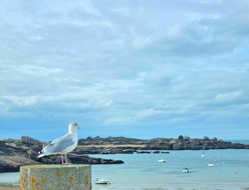 Grève Blanche-strand en Renote-eilandtour - Trégastel
