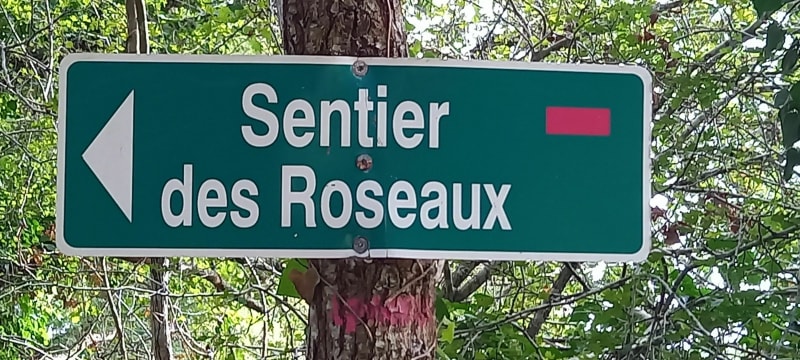 Sentier des Roseaux Ronce-les-bains en Forêt de la Tremblade - La Tremblade