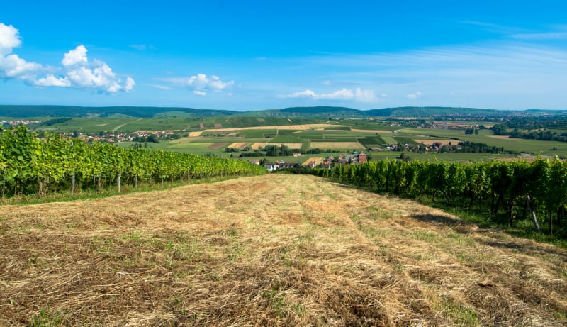 A travers le "Kochersberg" - Wolfisheim