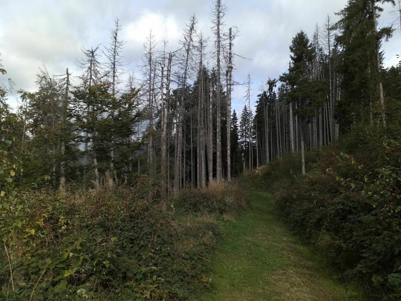 Promenade dans la forêt...en bas de Crest Voland - Crest-Voland