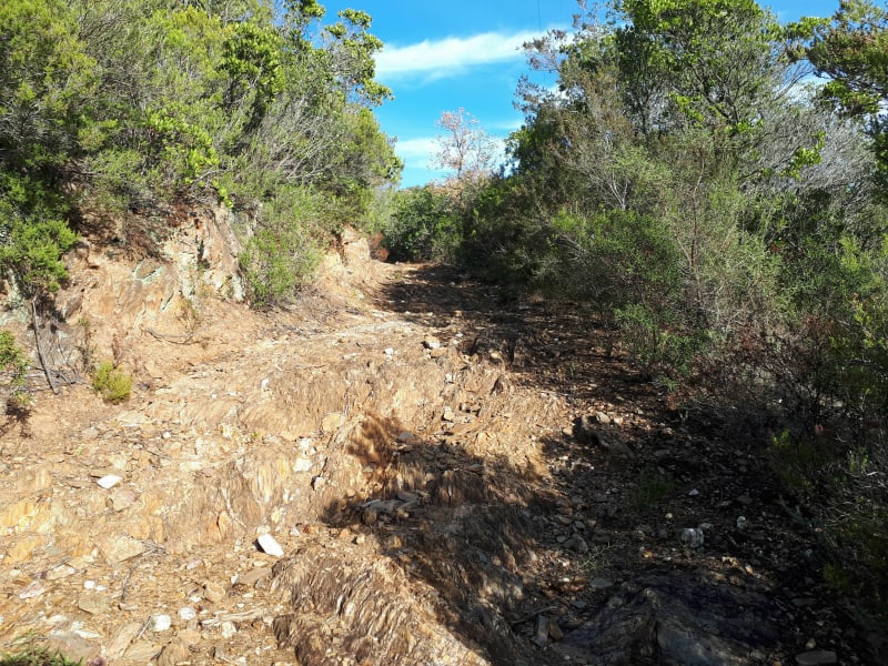 Entre vignes et arbouses à  La Londe les Maures - La Londe-les-Maures