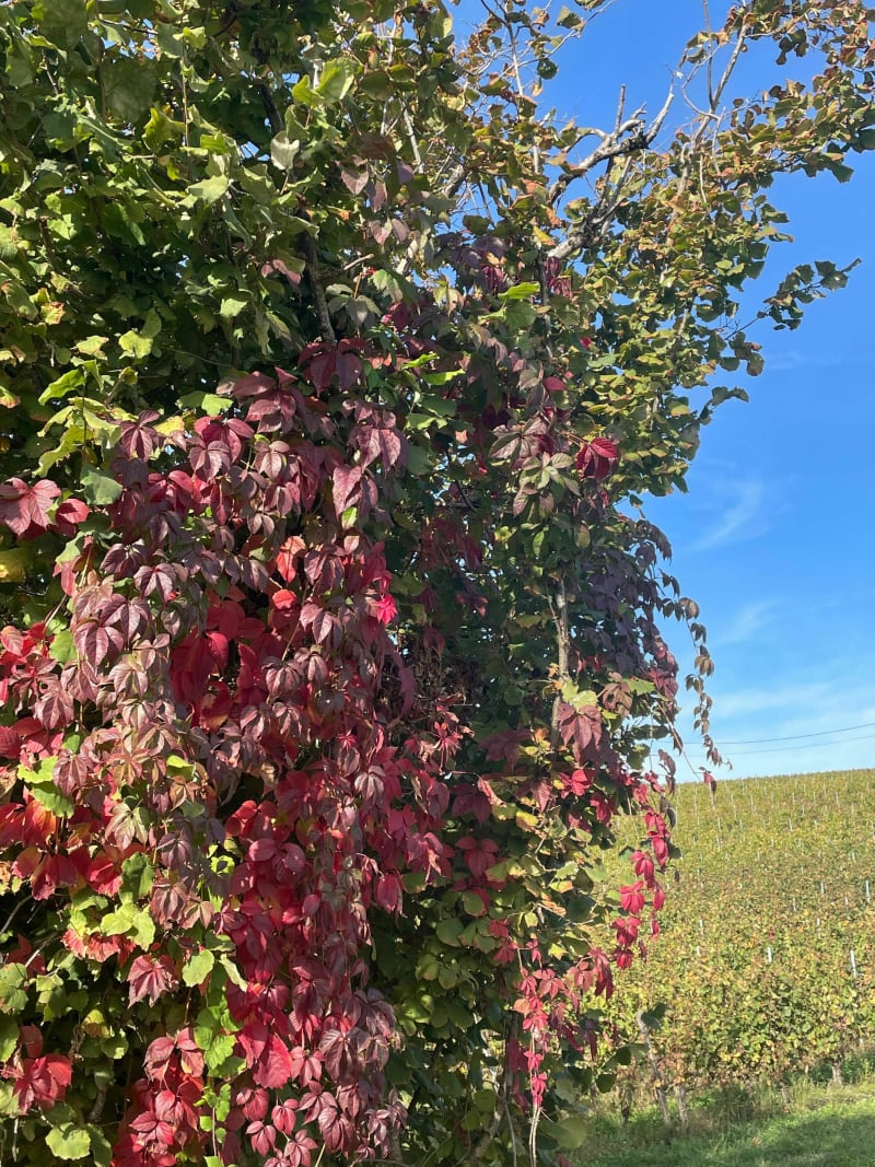 Découverte du fronsadais - Fronsac